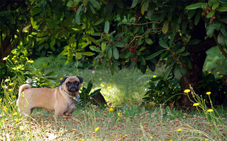 Illustration for article titled Shooting Challenge Pets Gallery 3